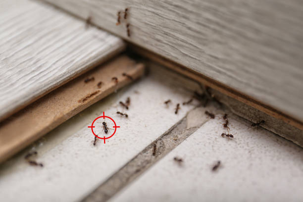 Best Affordable Pest Control Services  in Danville, AR